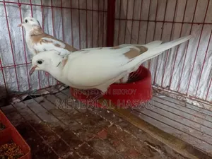 Running Australian Pied Dove Pair (Without Chicks)