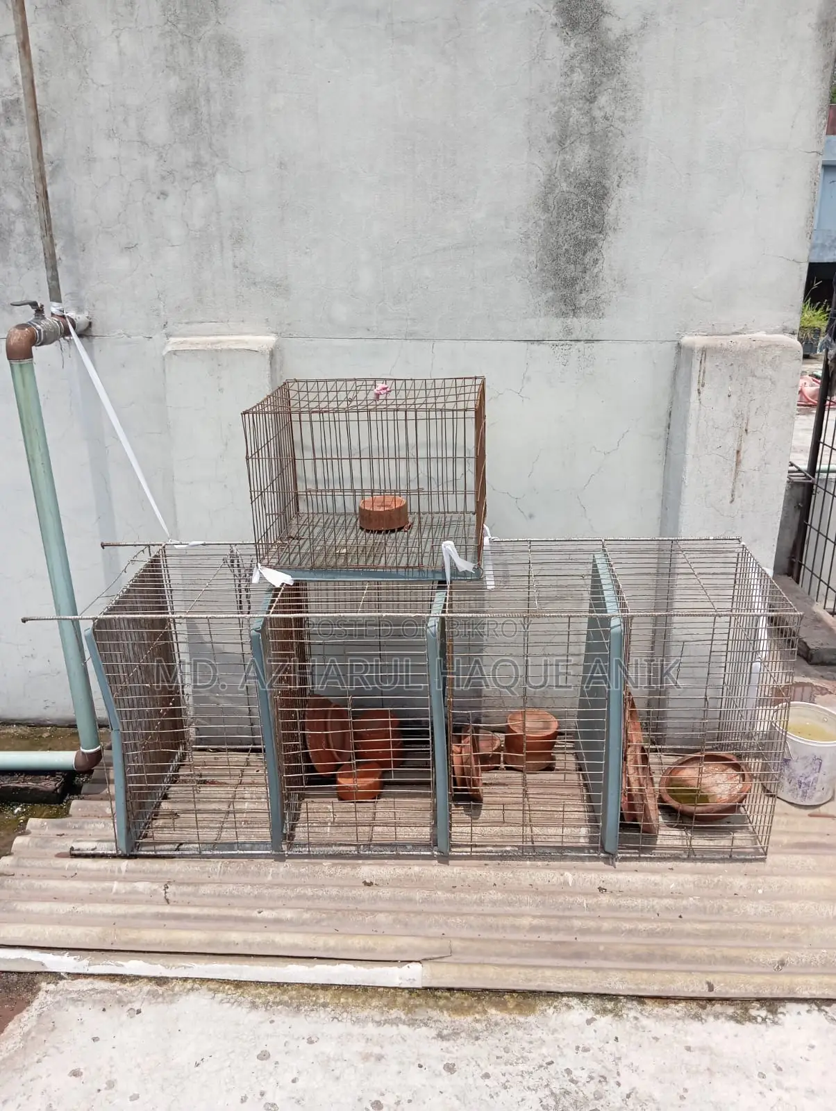 Pigeon and Bird Cage
