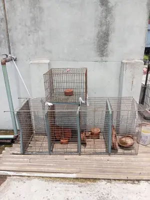 Pigeon and Bird Cage
