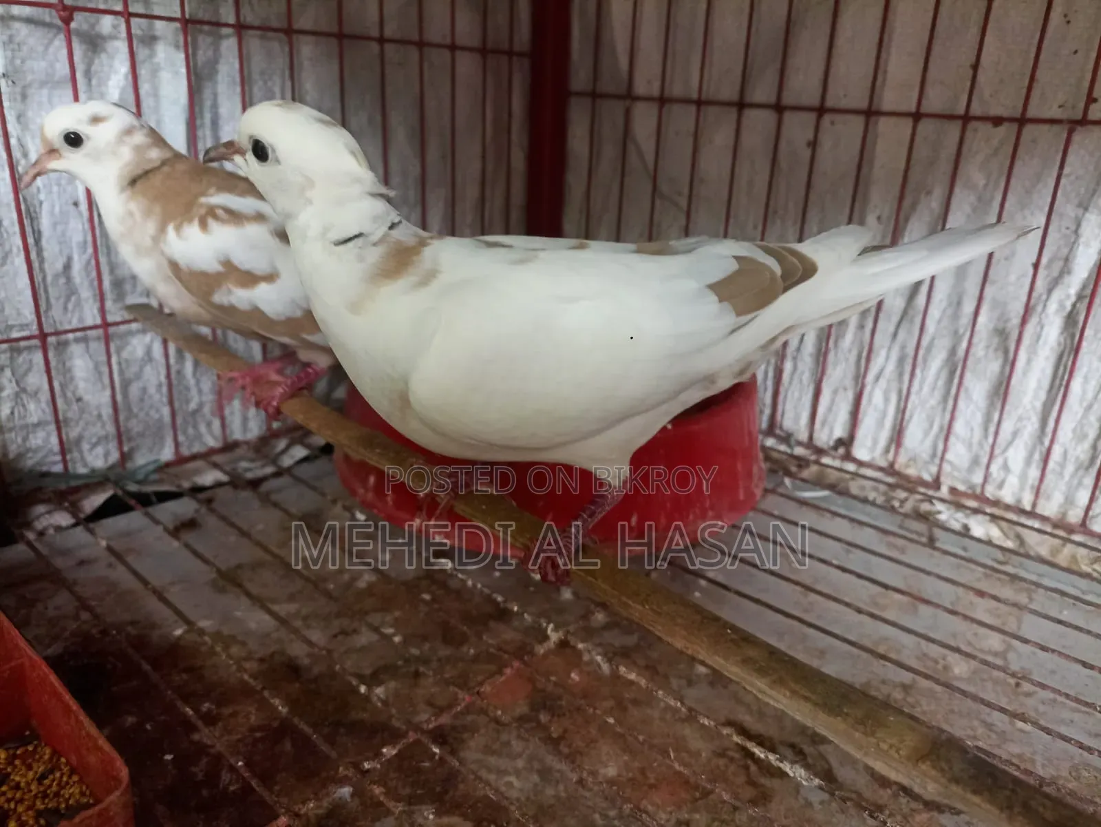 Running Australian Pied Dove Pair (Without Chicks)