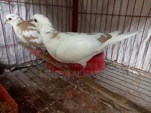Running Australian Pied Dove Pair (Without Chicks)