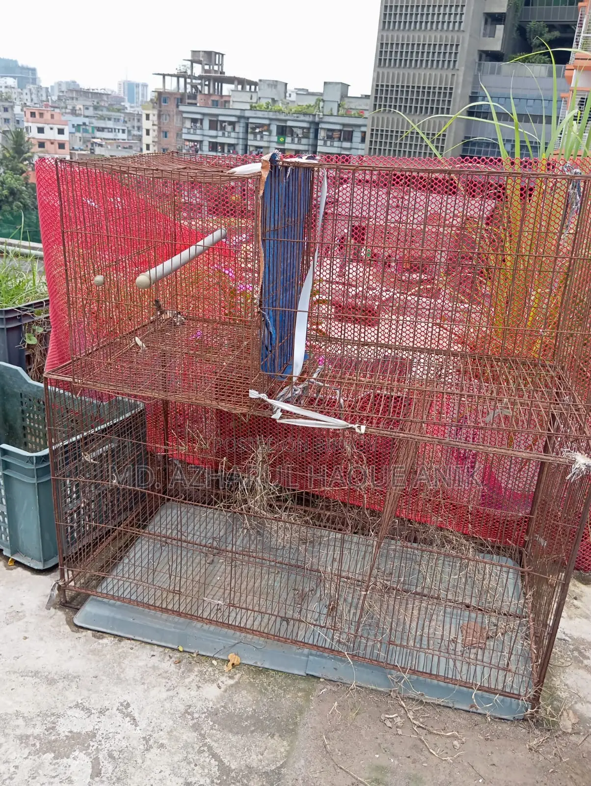 Pigeon and Bird Cage