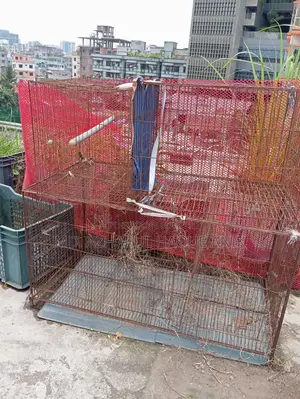Pigeon and Bird Cage