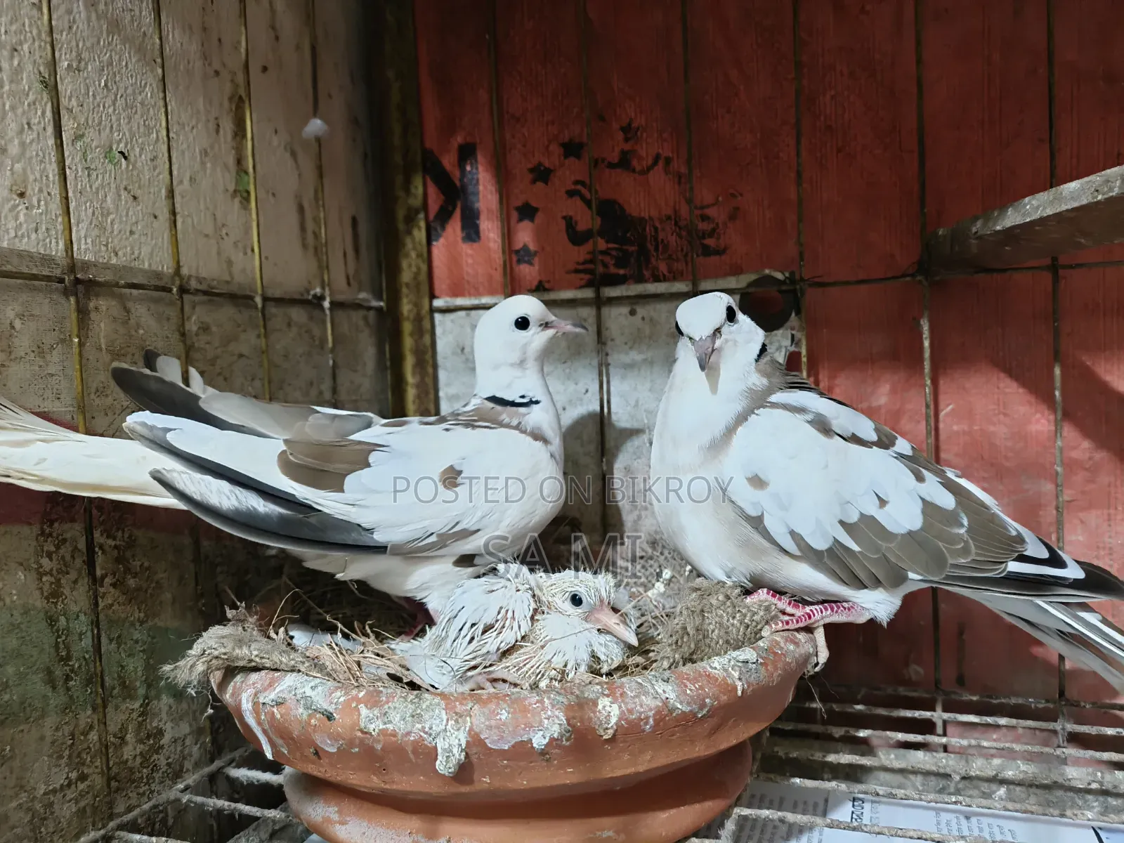 Australian Pied Dove