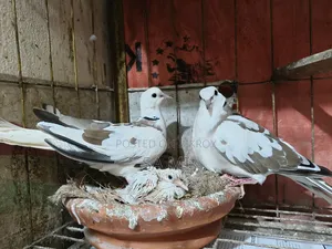 Australian Pied Dove