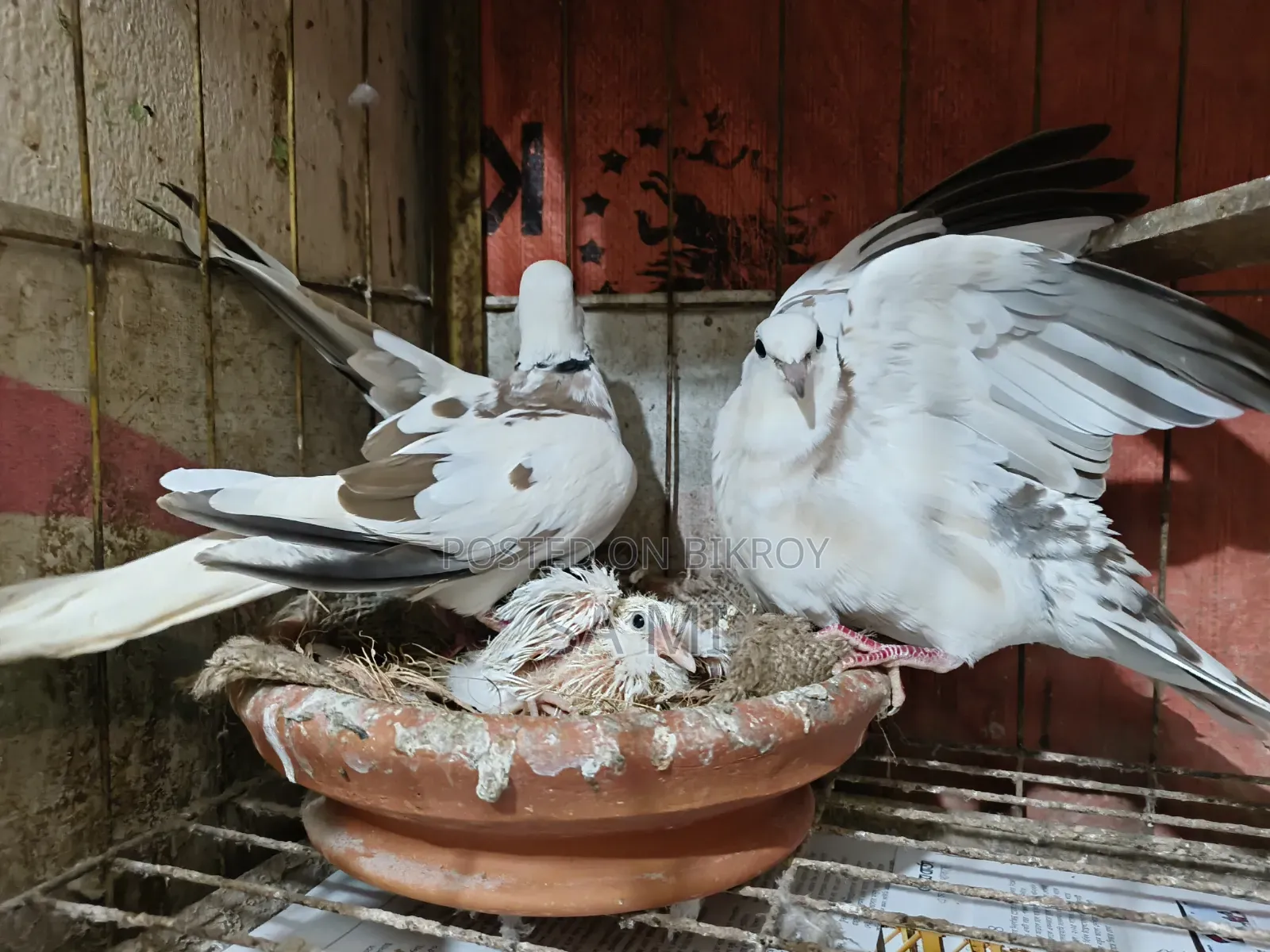 Australian Pied Dove