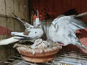 Australian Pied Dove