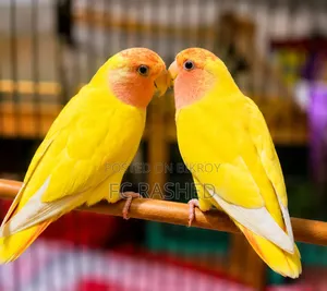 Lutino Red Head Opaline