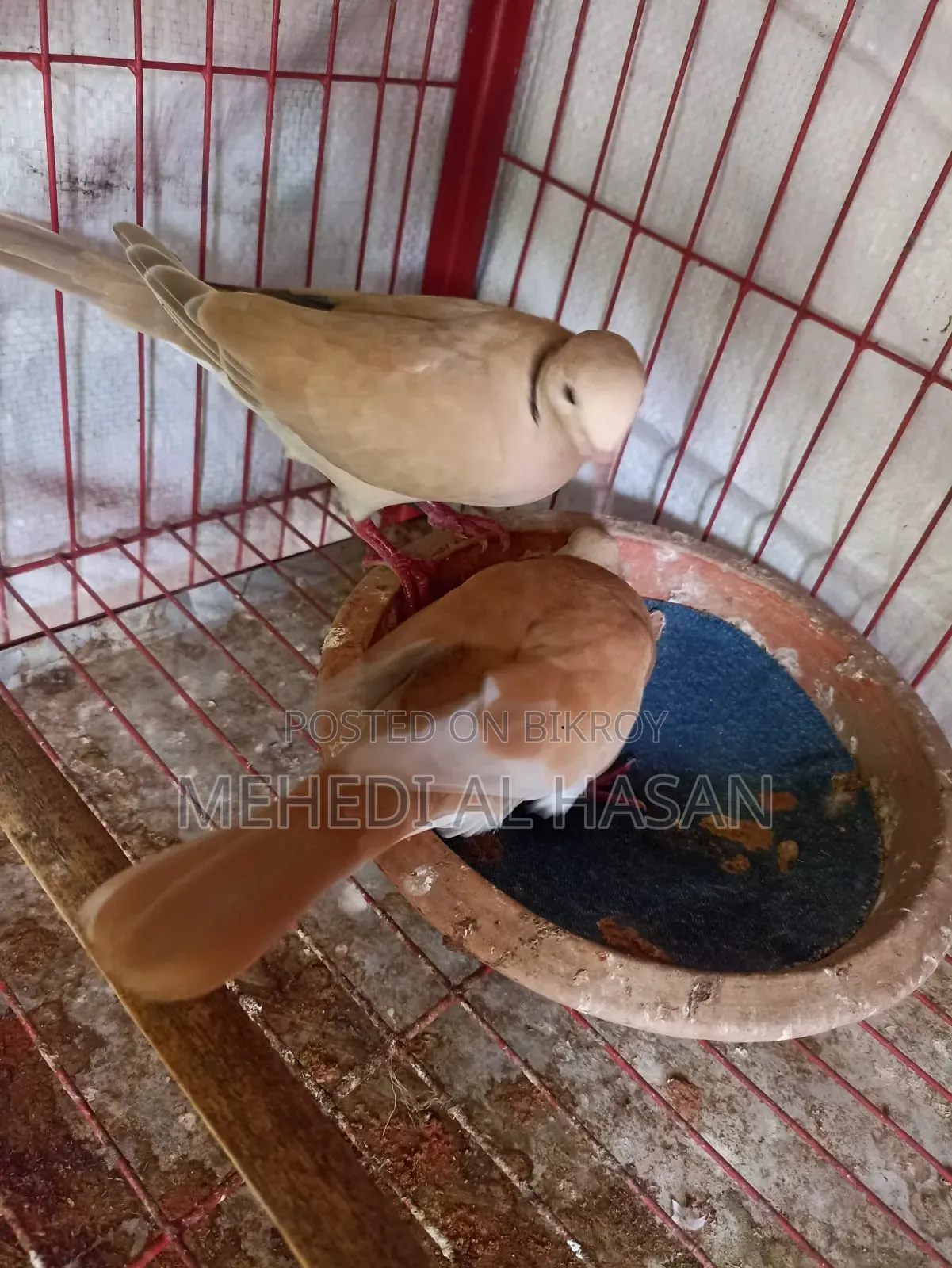 Running Red Malaysian Dove Pair