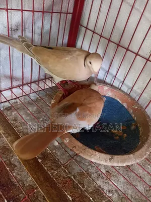 Running Red Malaysian Dove Pair