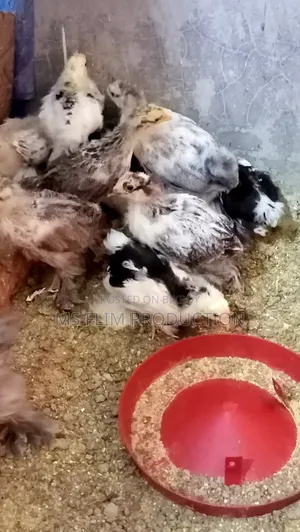 লাইট ব্রাহমা মুরগি বাচ্চা
