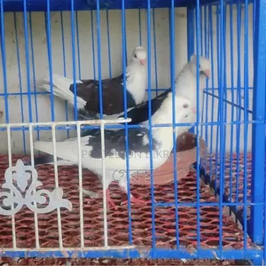 Sale Post: 100% Running Pair for sale. #Pigeon #Bird #PigeonMarket #Pets
