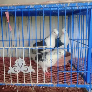 Sale Post: 100% Running Pair for sale. #Pigeon #Bird #PigeonMarket #Pets