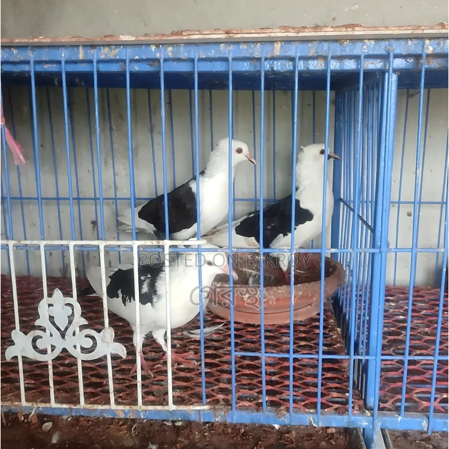 Sale Post: 100% Running Pair for sale. #Pigeon #Bird #PigeonMarket #Pets