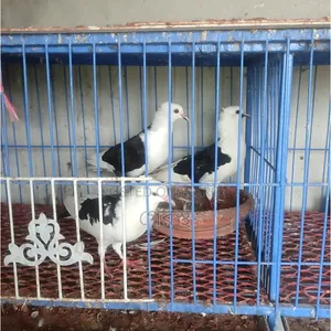 Sale Post: 100% Running Pair for sale. #Pigeon #Bird #PigeonMarket #Pets