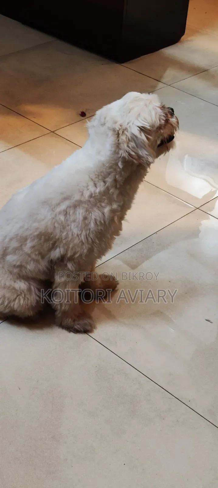 1+ Year Male Mixed Breed Shih Tzu
