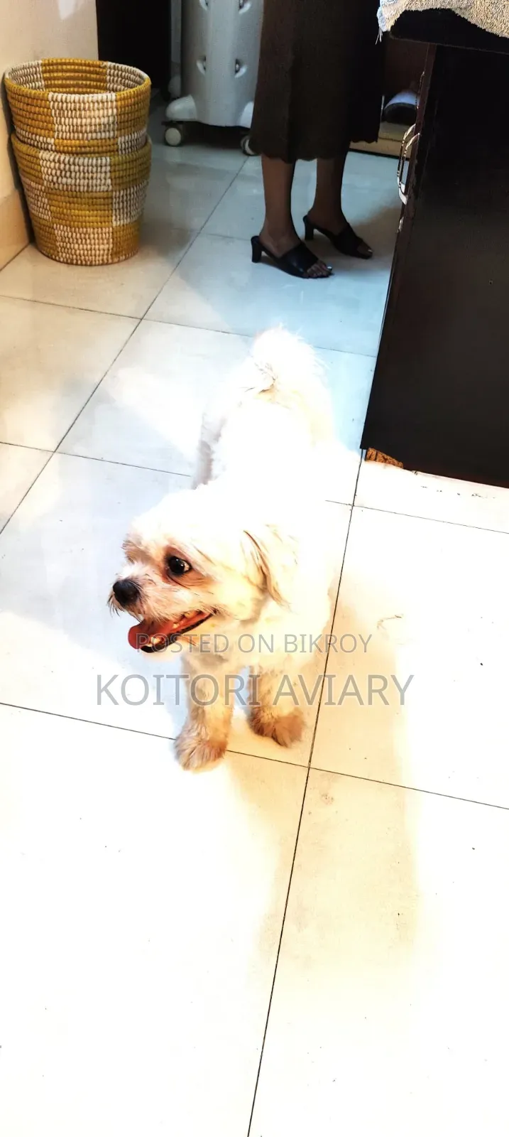 1+ Year Male Mixed Breed Shih Tzu