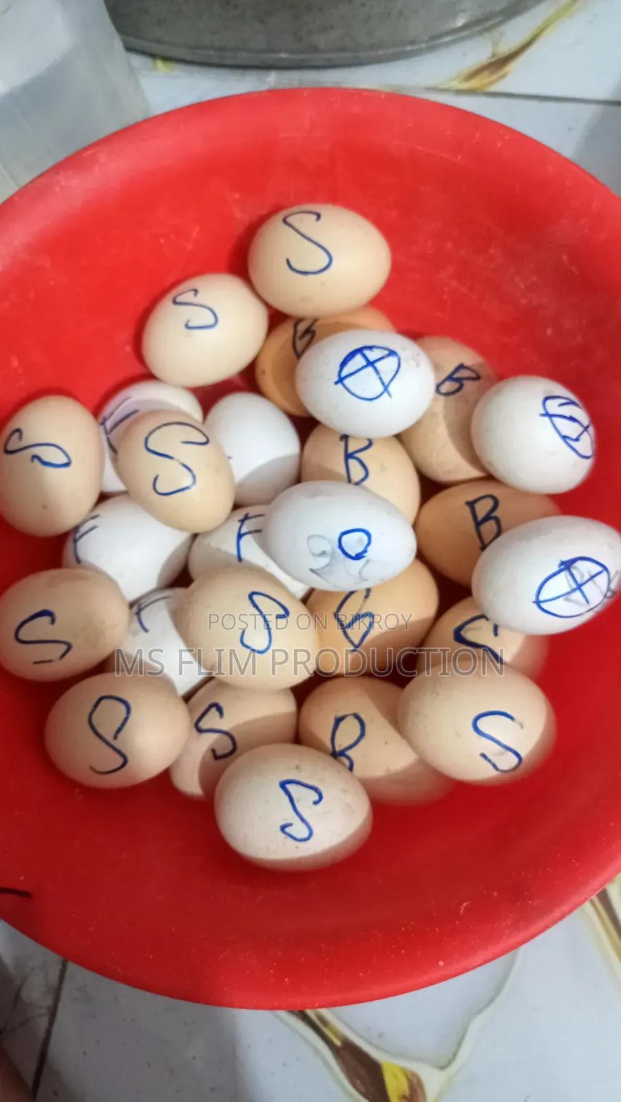 লাইট ব্রাহমা মুরগি বাচ্চা