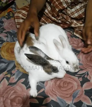 Pet Rabbit