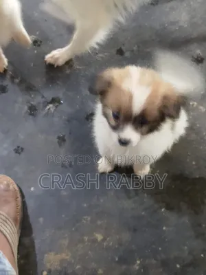 1-3 Months Male Purebred Japanese Spitz