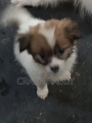 1-3 Months Male Purebred Japanese Spitz
