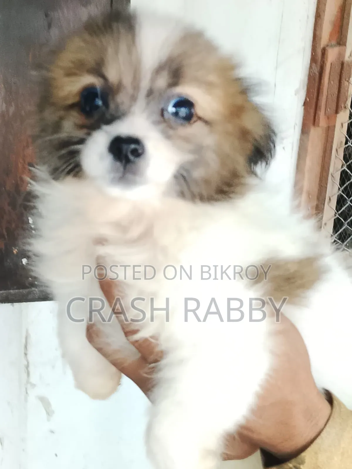 1-3 Months Male Purebred Japanese Spitz