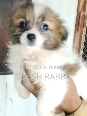1-3 Months Male Purebred Japanese Spitz