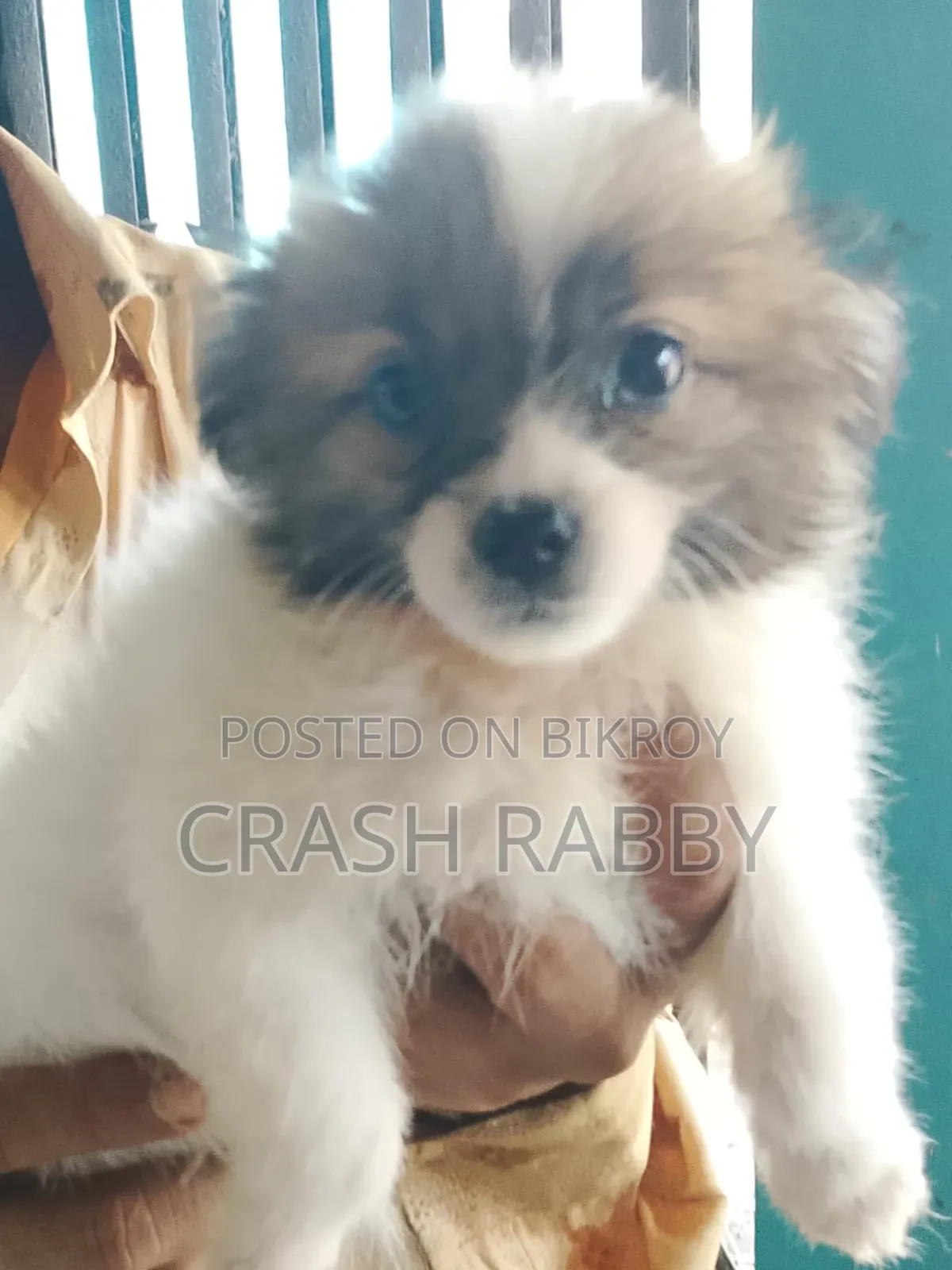 1-3 Months Male Purebred Japanese Spitz