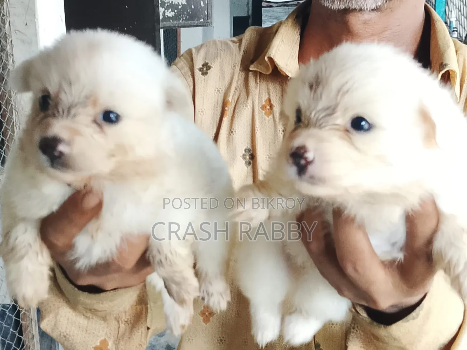 1-3 Months Male Purebred Japanese Spitz