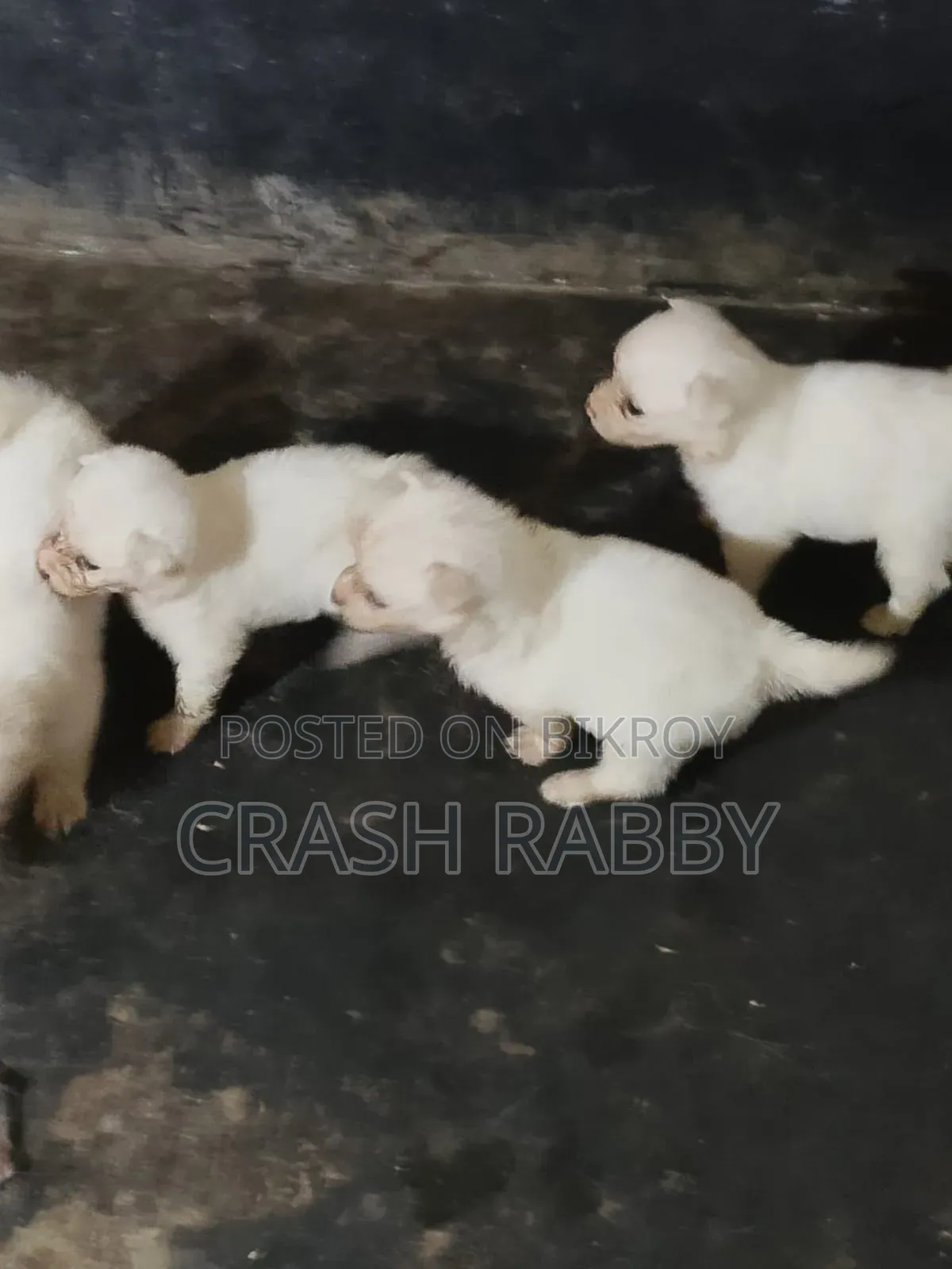 1-3 Months Male Purebred Japanese Spitz