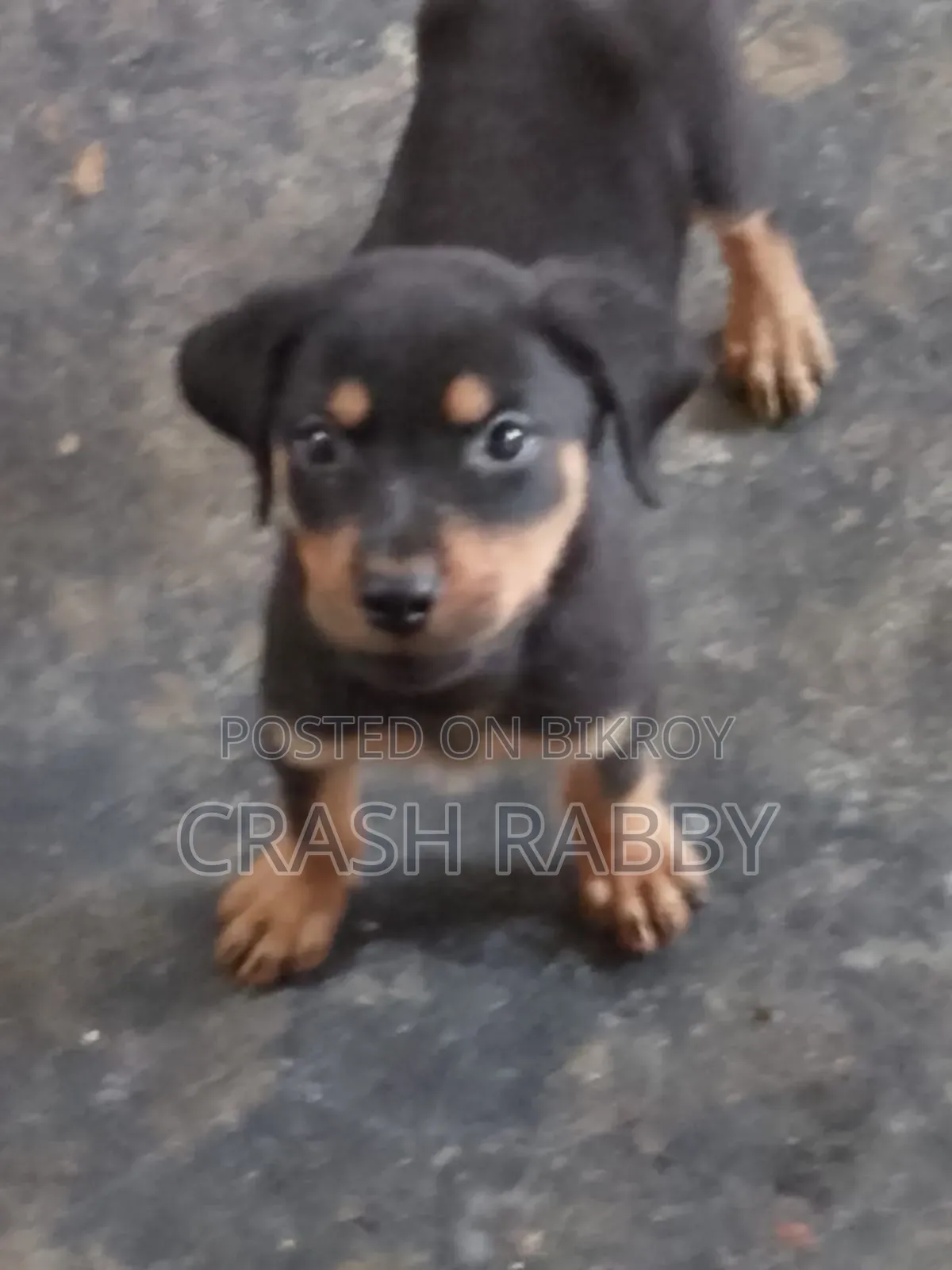 1-3 Months Male Purebred Japanese Spitz