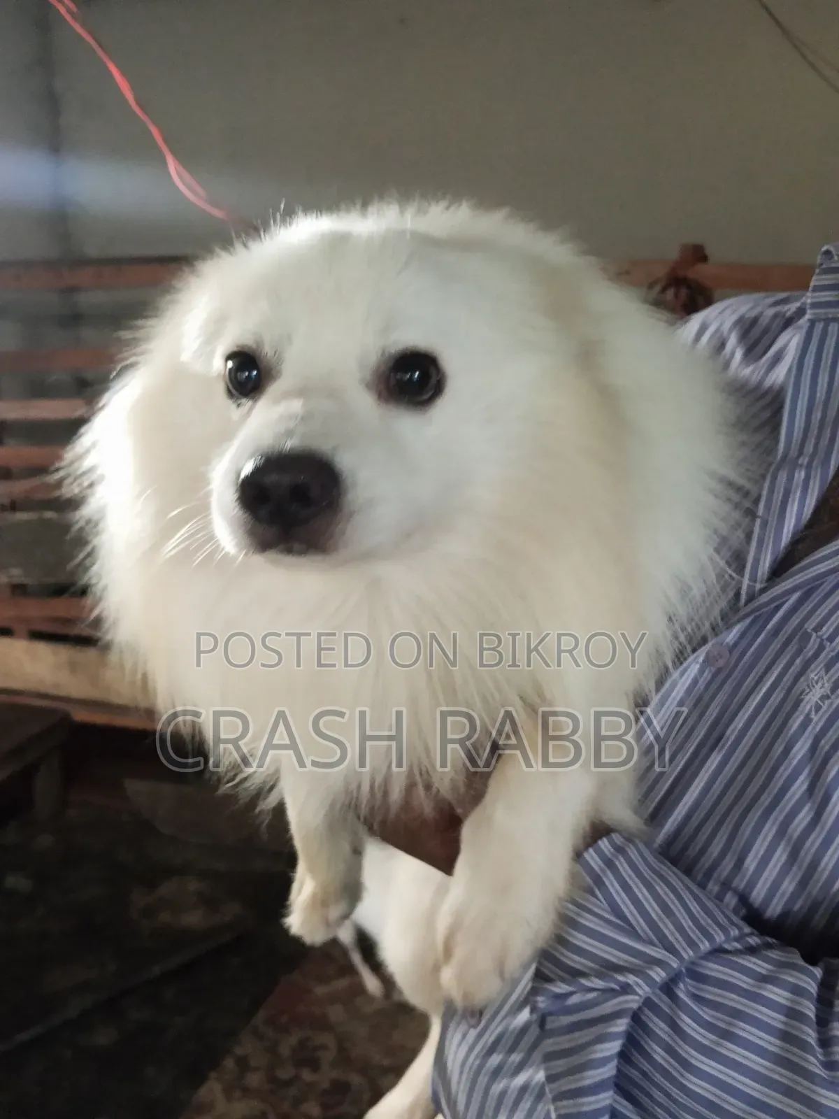 1-3 Months Male Purebred Japanese Spitz