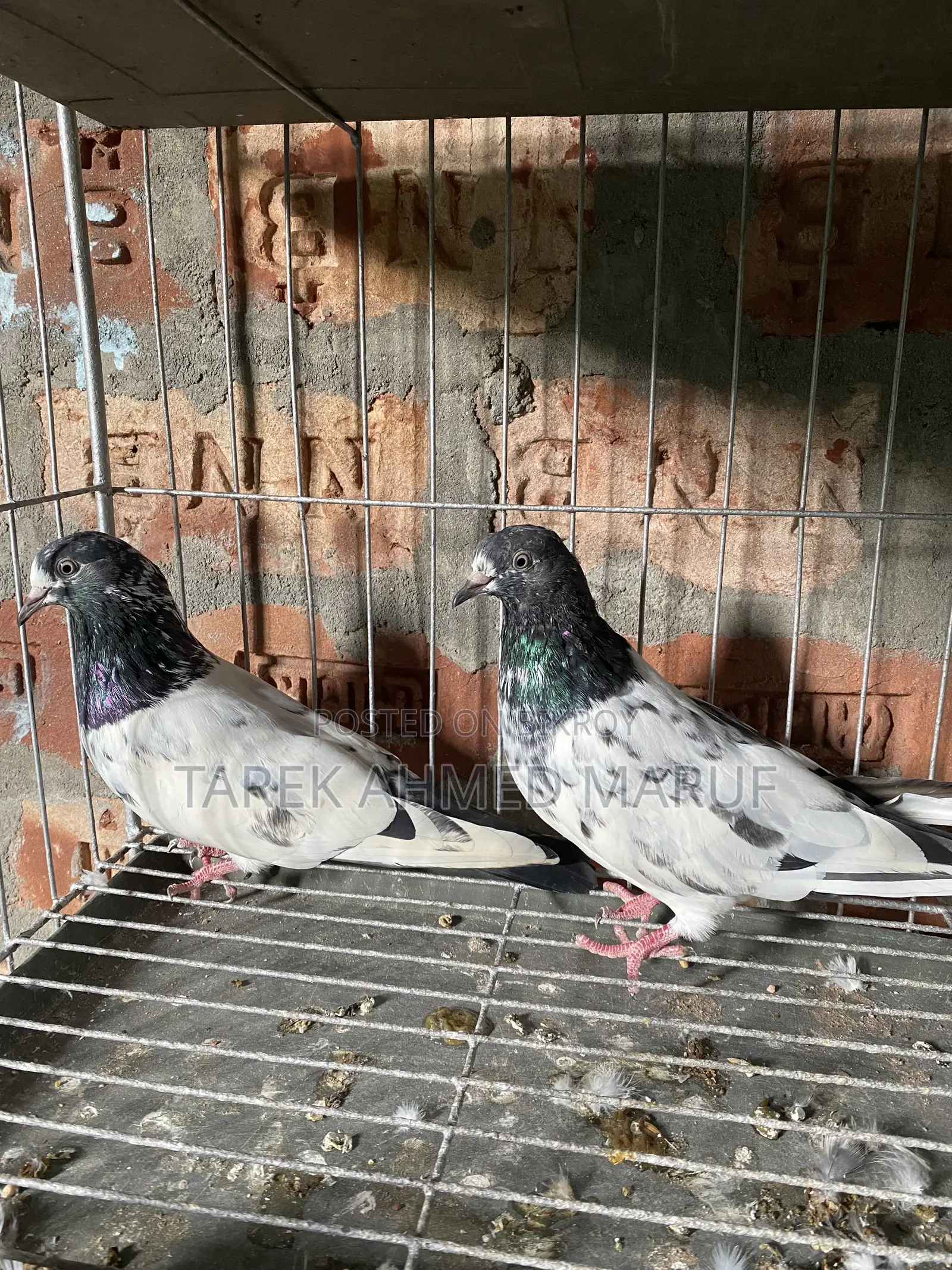 Teddy Pigeon