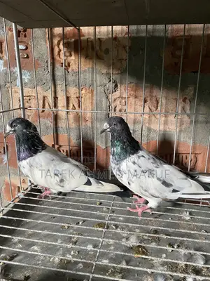 Teddy Pigeon