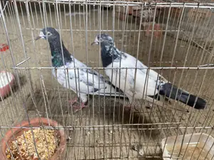 Teddy Pigeon