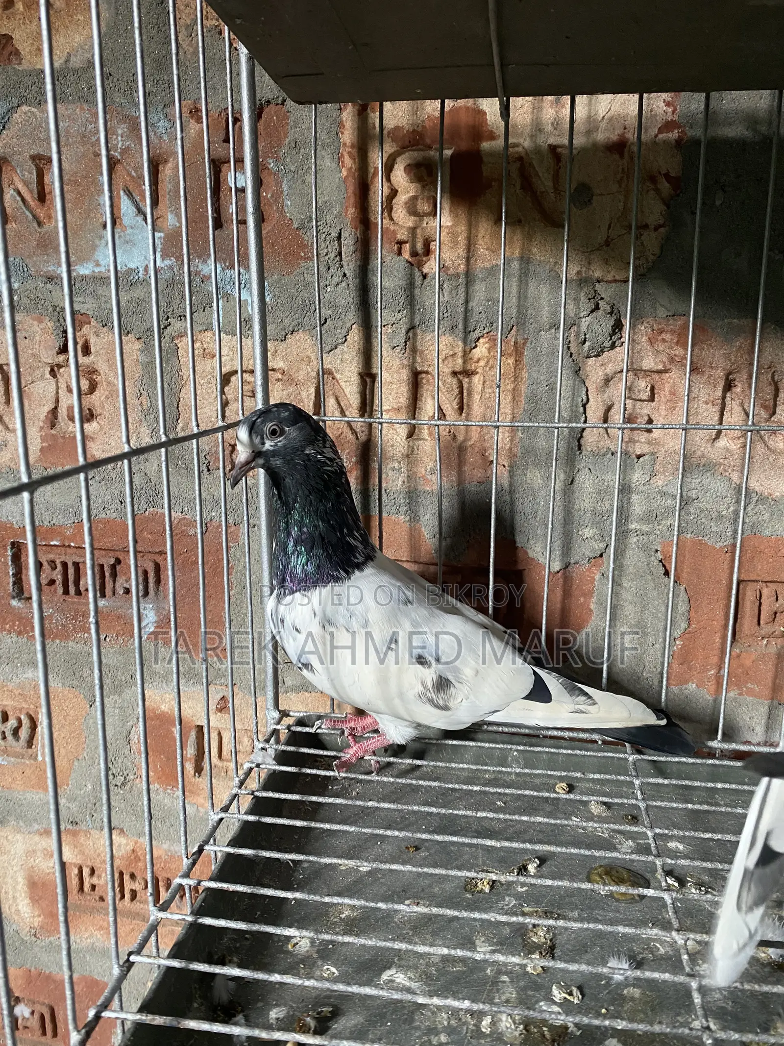 Teddy Pigeon