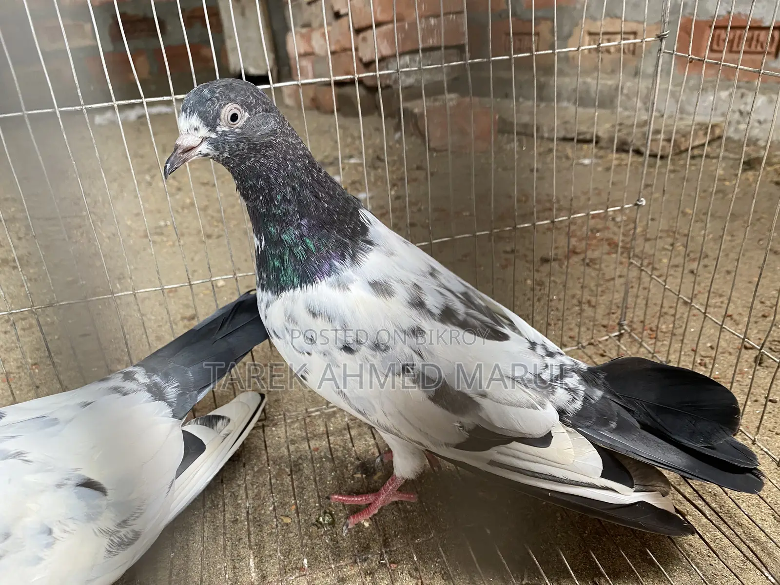 Teddy Pigeon