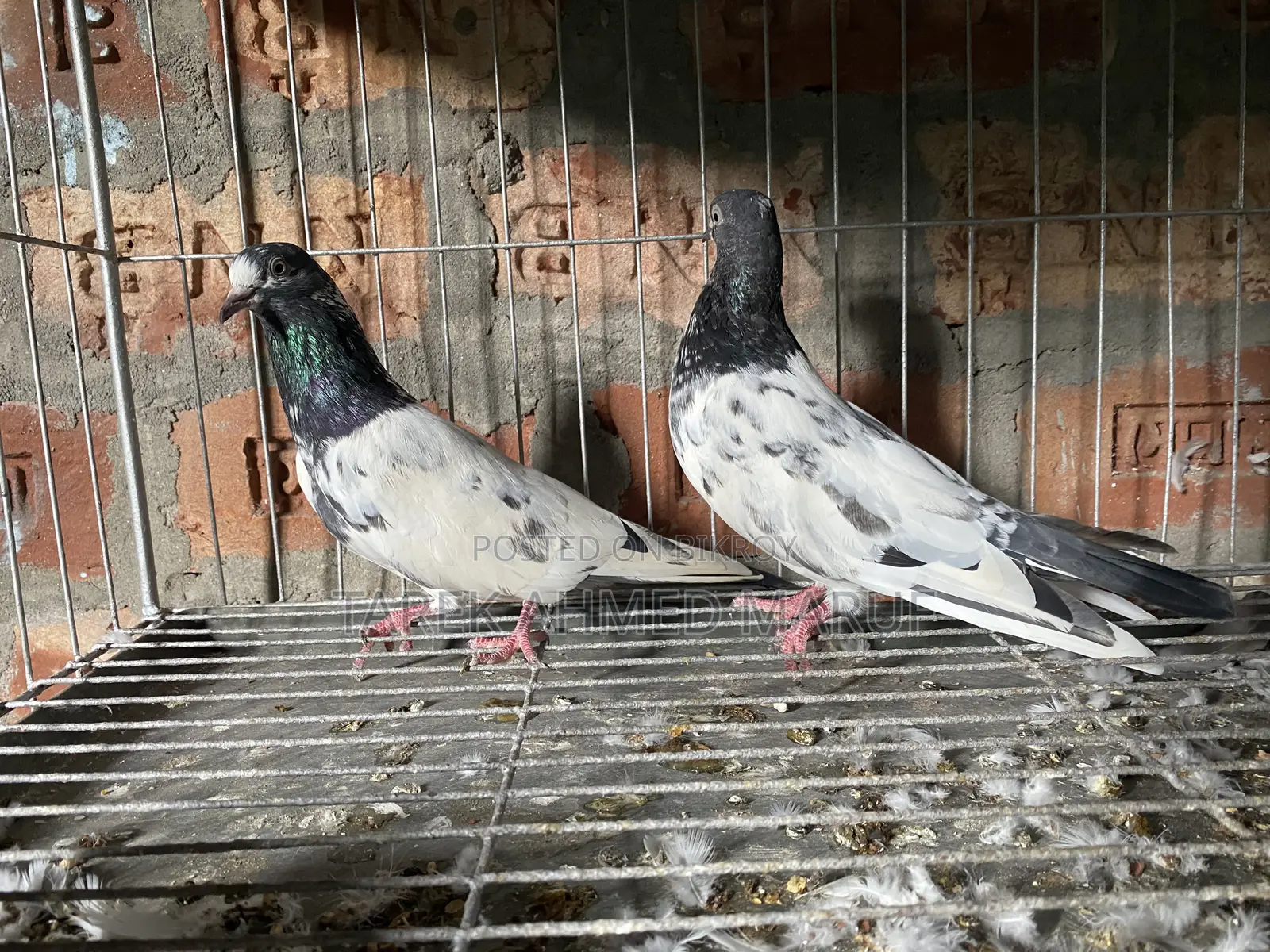 Teddy Pigeon