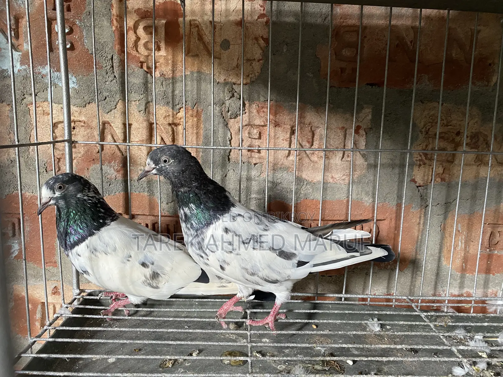 Teddy Pigeon
