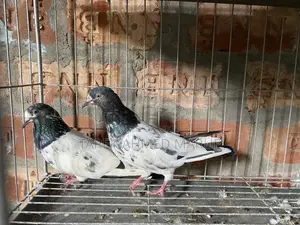 Teddy Pigeon