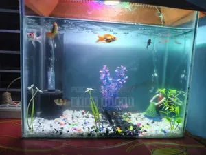 Aquarium full setup