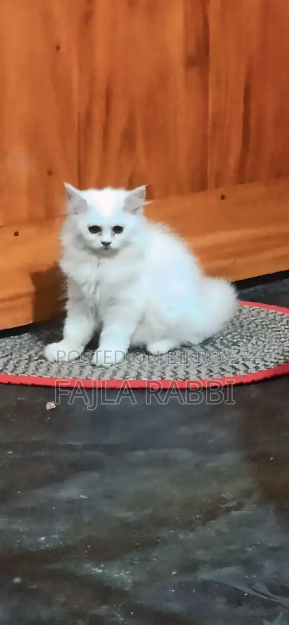 3-6 Months Male Purebred Persian