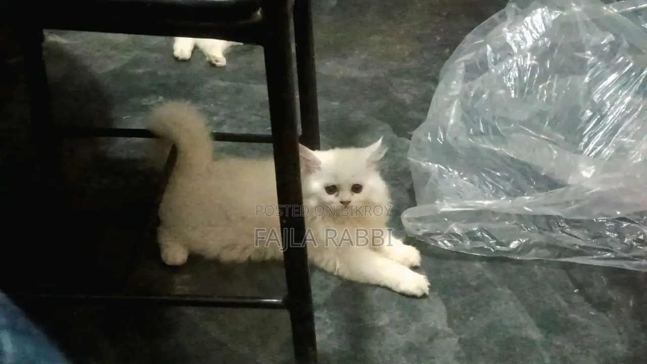 3-6 Months Male Purebred Persian