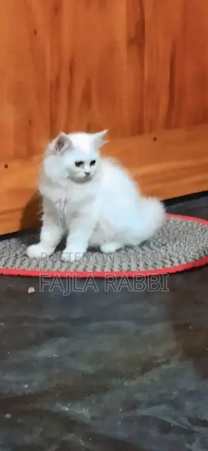 3-6 Months Male Purebred Persian