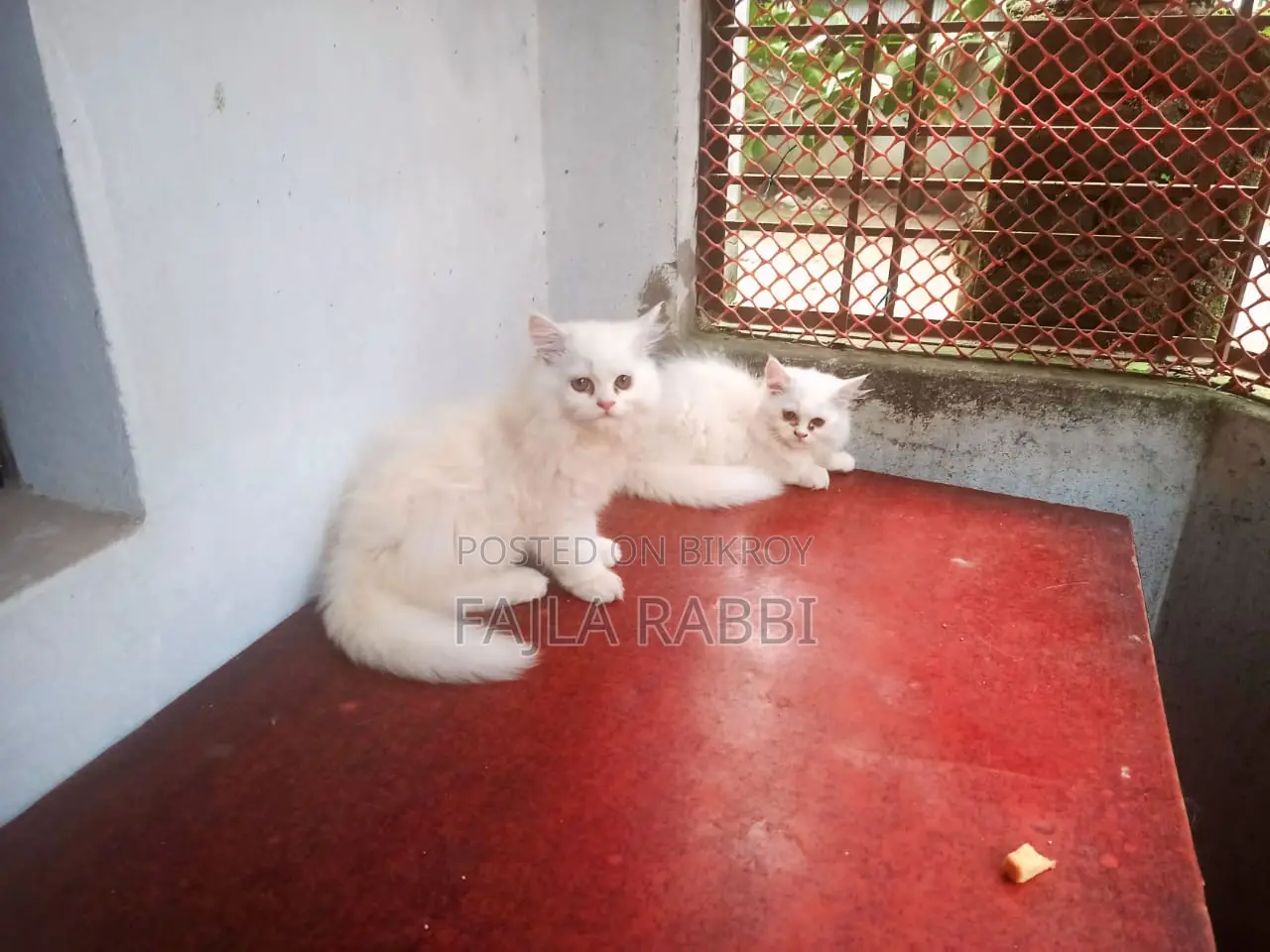 3-6 Months Male Purebred Persian