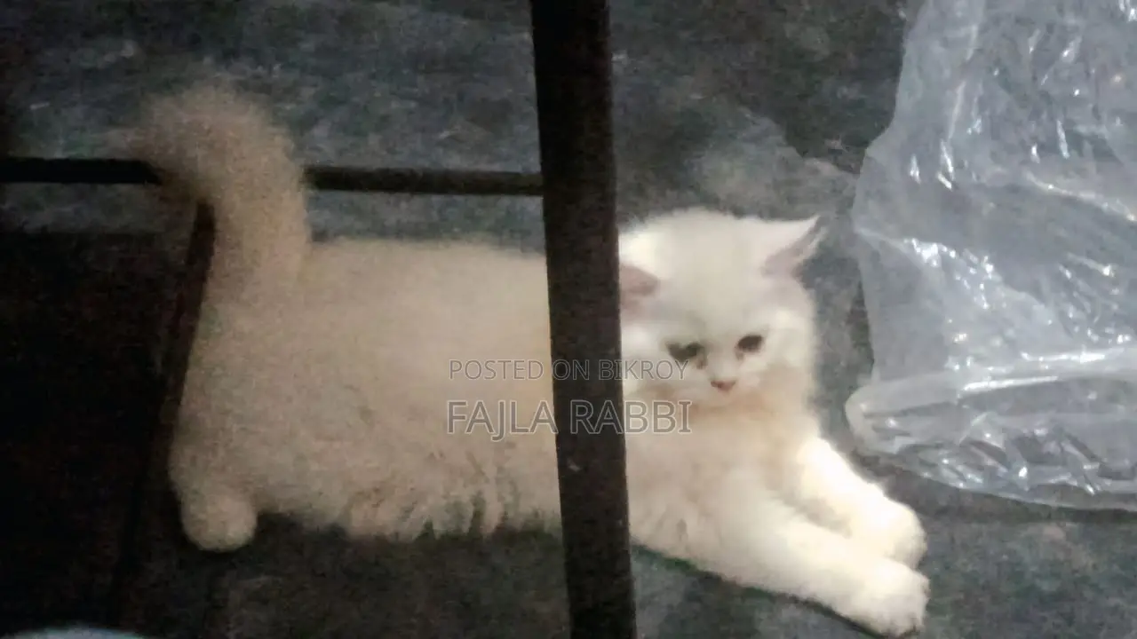 3-6 Months Male Purebred Persian