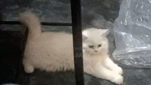 3-6 Months Male Purebred Persian