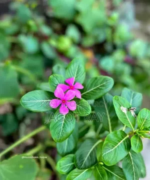 Nayantara Flower Seedlings