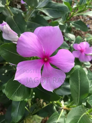 Nayantara Flower Seedlings