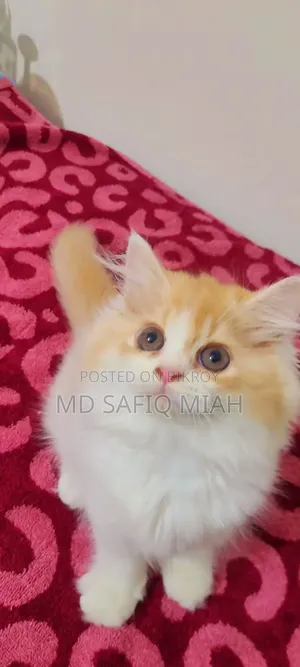1-3 Months Male Purebred Persian